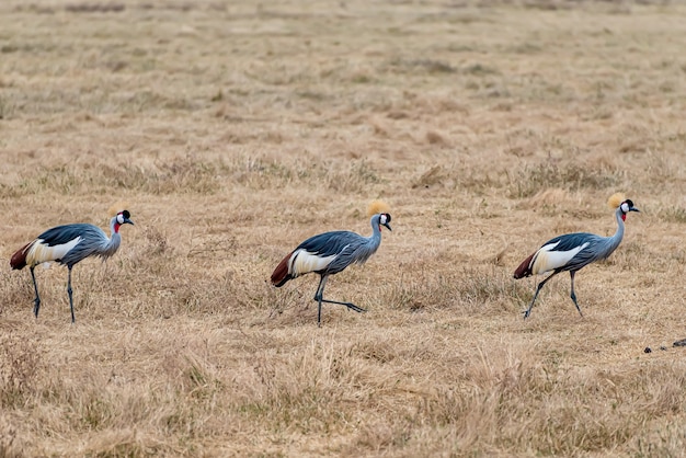 Gratis foto grijskroonkraanvogels lopen door een veld dat in het zonlicht onder het gras ligt