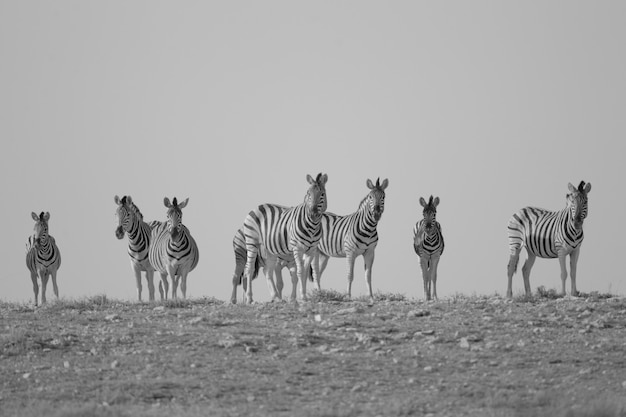 Gratis foto grijsschaal shot van zebra's staan in de verte