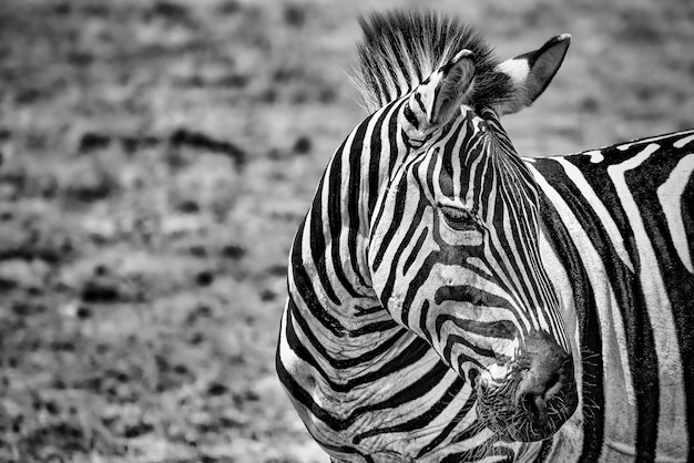 Grijstinten close-up van een zebra in een veld onder het zonlicht