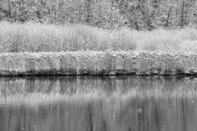 Grijstinten shot van planten bedekt met sneeuw in de buurt van een water