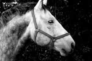 Gratis foto grijswaardenopname van een mooi paard in een veld