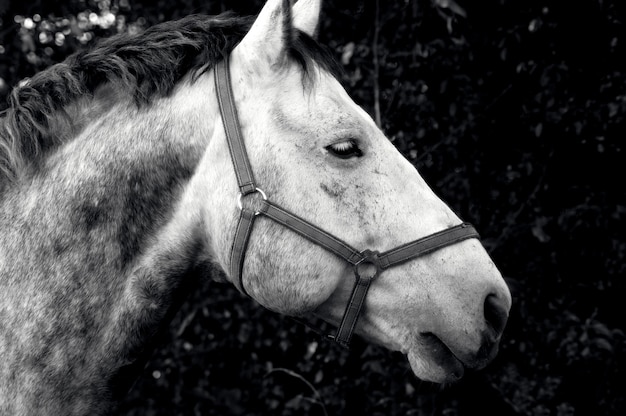 Grijswaardenopname van een mooi paard in een veld