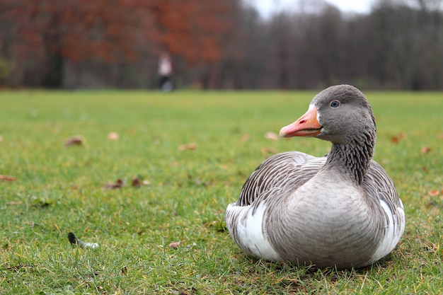 Grijze eend zittend op het gras met een onscherpe achtergrond