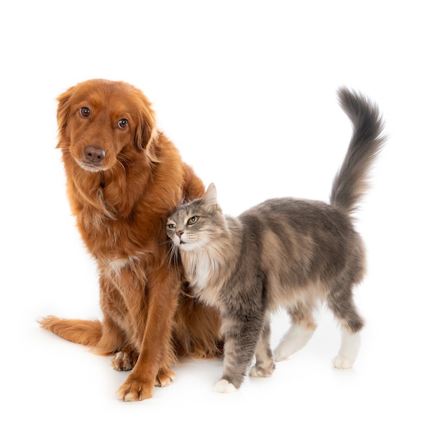 Grijze pluizige huiskat met lang haar die zijn genegenheid toont aan een bruine hond met lang haar