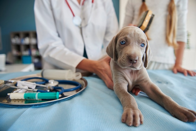 Grijze pup bij de dierenarts