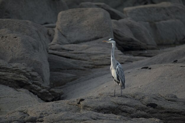 Grijze reiger op een rots