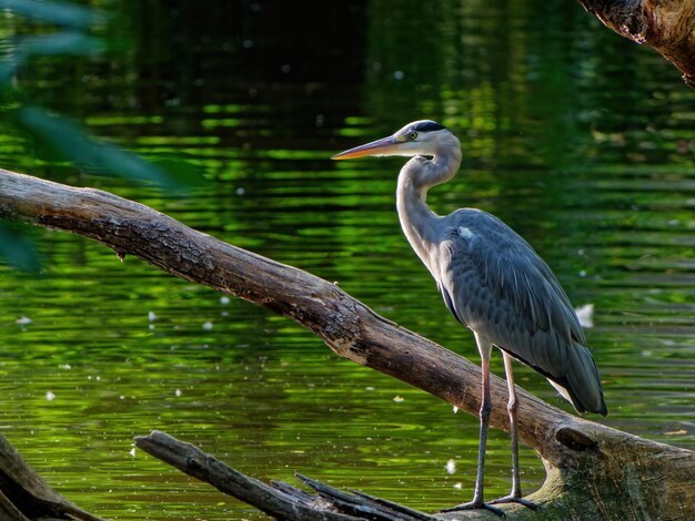 Grijze reiger staande op een stuk hout bij de groene vijver