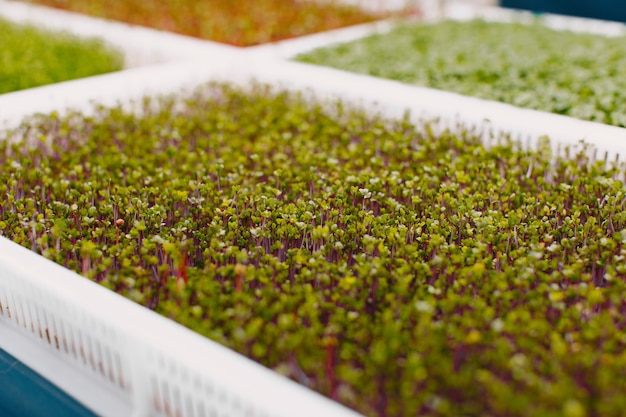 Groeiende microgreens op tafel achtergrond. gezond eten concept. verse tuinproducten biologisch geteeld als symbool van gezondheid. microgreens close-up.