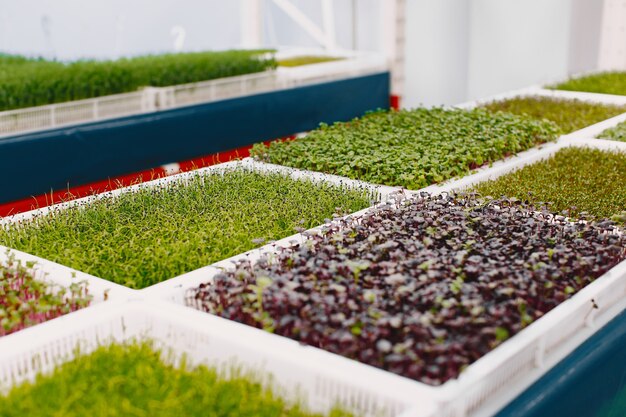 Groeiende microgreens op tafel achtergrond. Gezond eten concept. Verse tuinproducten biologisch geteeld als symbool van gezondheid. Microgreens close-up.