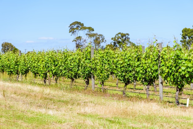 Groeiende wijngaard