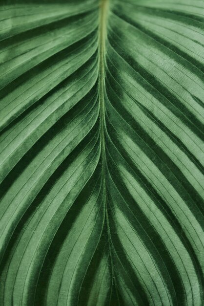 Groen blad close-up achtergrond