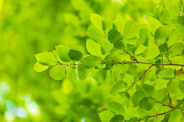 Groen blad met waterdruppel op zwarte achtergrond