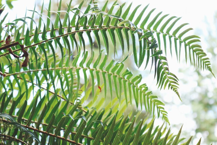 Gratis Foto groen blad plant