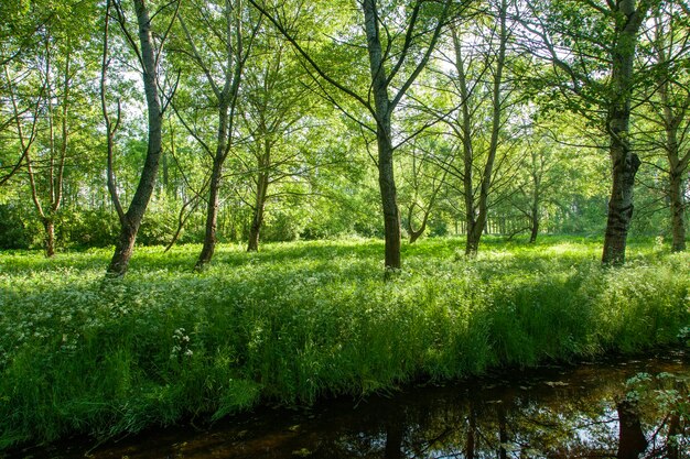 Groen bos in Nederland