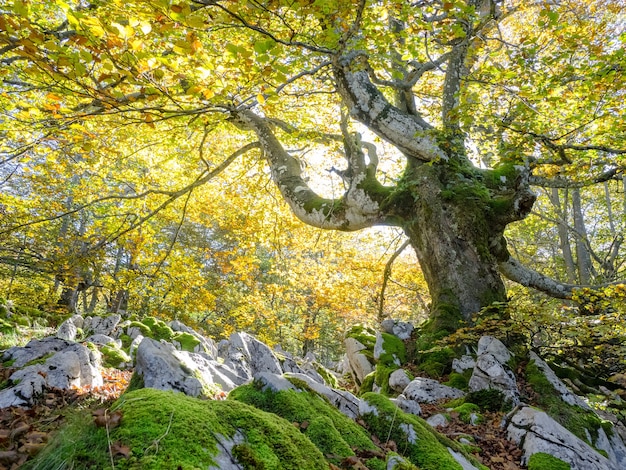 Groen bos met grote witte stenen bedekt met gras