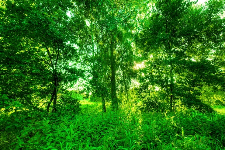 Gratis Foto groen bos