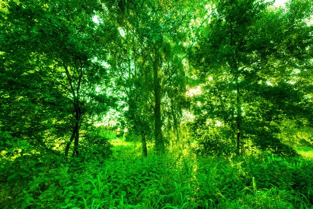 Groen bos