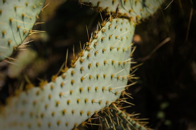 Groen cactusoppervlak met stekelige doornen