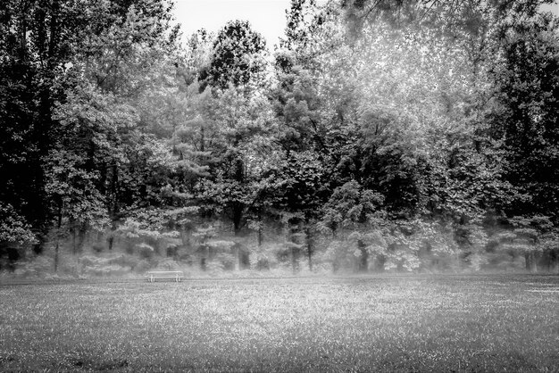 Groen en bos in het bos