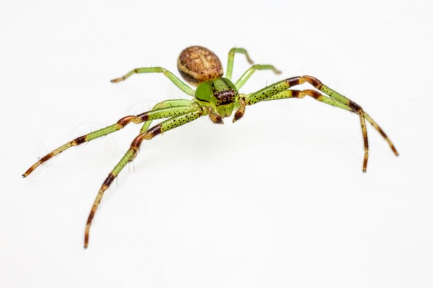 Groen en bruin insect met lange poten