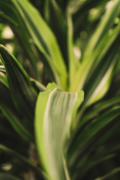 Groen exotisch blad