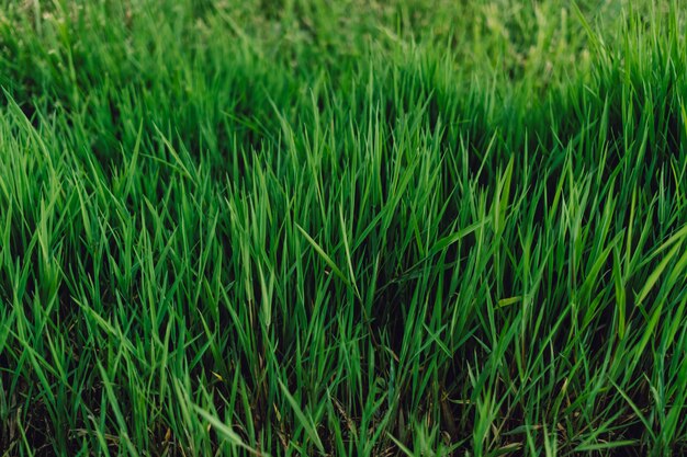 Groen, fris en hoog gras