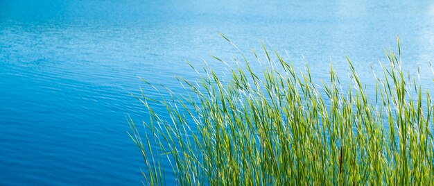 Groen gras aan de oever van een rustig meer op een zonnige dag