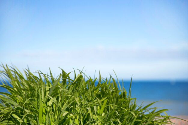 Groen gras over overzeese achtergrond en blauwe hemel.