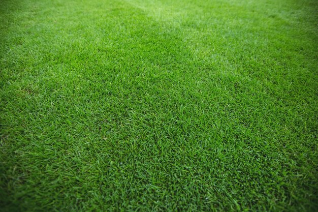 Groen gras veld achtergrond