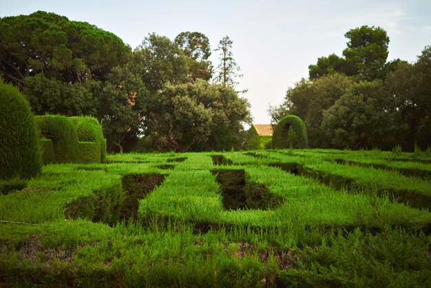 Groen labyrint in een park