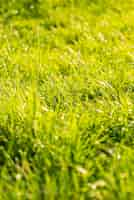 Gratis foto groen lang gras in de zomer