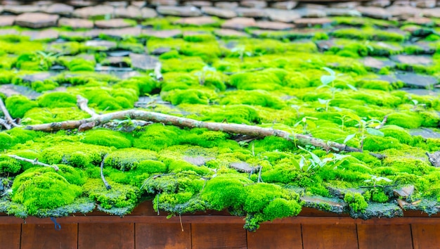 Groen mos op het houten dak.