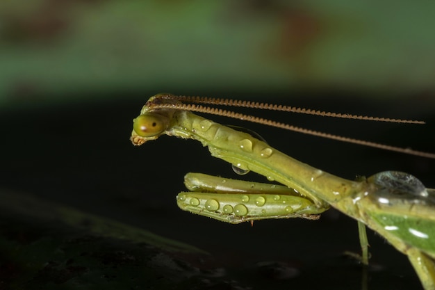 Gratis foto groen netvleugelig insect in een natuurlijke omgeving