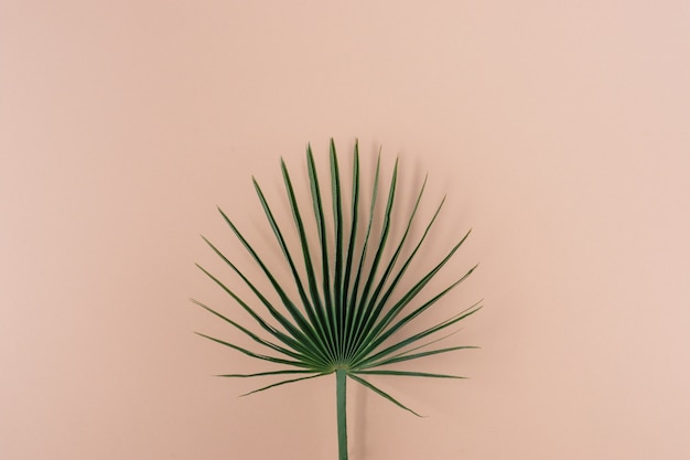 Groen palmblad op roze achtergrond