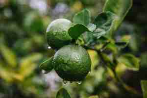 Gratis foto groen rond fruit van dichtbij