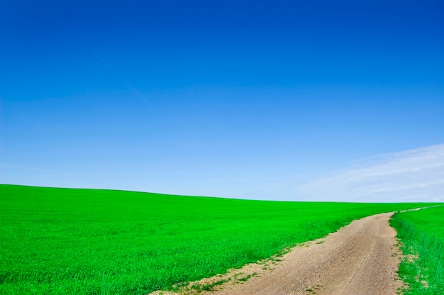 Groen veld met een onverharde weg