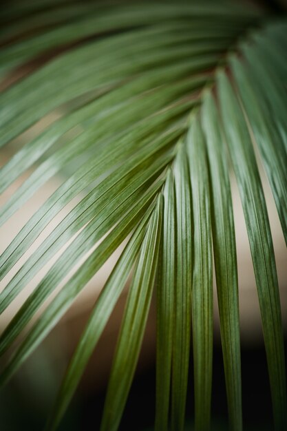 Groenbladige plant