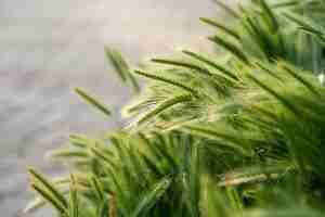 Gratis foto groene aartjes van tarwe verspreiden zich met een wazige achtergrond