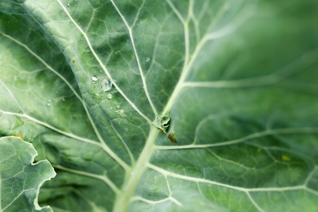 Groene blad van de close-up het mooie salade