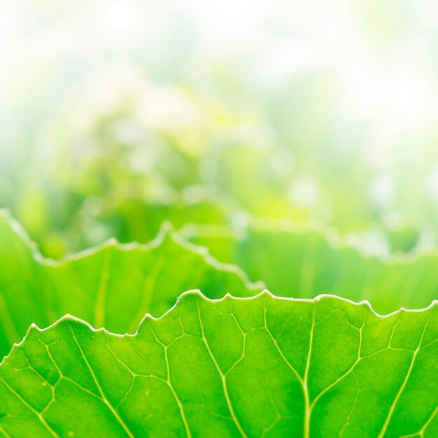 Groene bladeren achtergrond