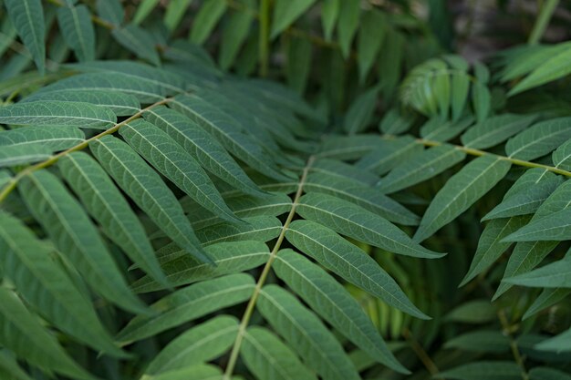 Gratis foto groene bladeren achtergrond,