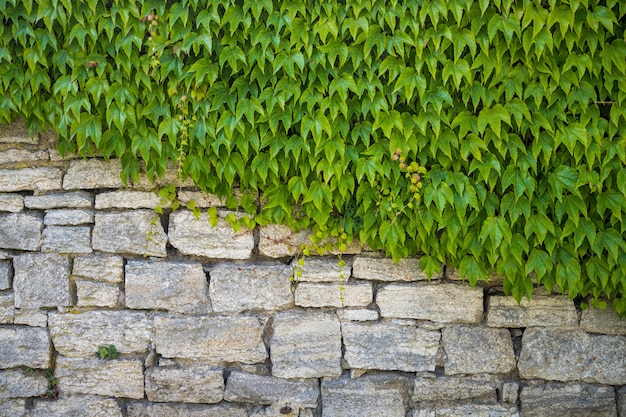 Groene bladeren die de helft van een stenen muur diagonaal bedekken