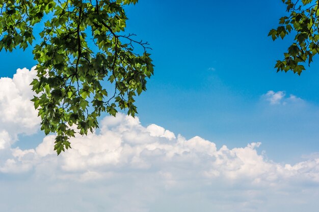 Groene bladeren en zon