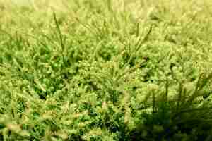 Gratis foto groene bladeren natuurlijke achtergrond