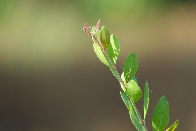 Groene bladeren op een tak met onscherpe achtergrond