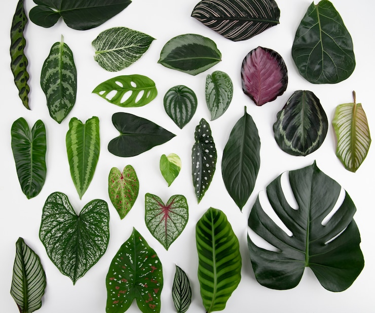 Gratis Foto groene bladeren plat lag achtergrond