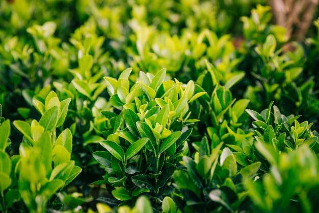 Groene bladeren van planten in de tuin