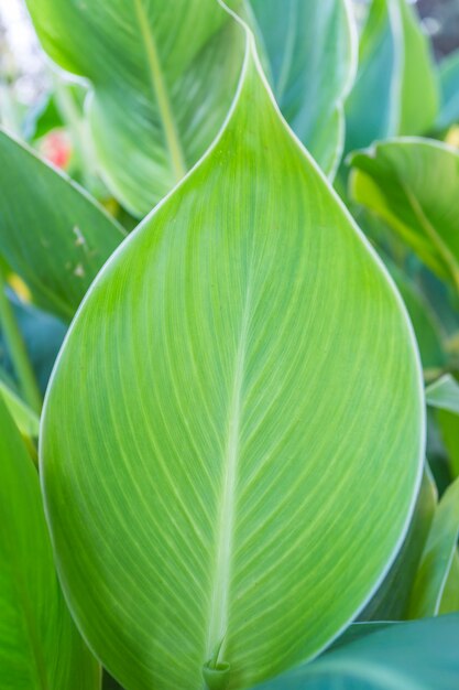 Groene bladeren