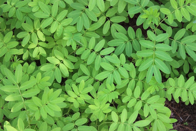 Groene bladerenclose-up