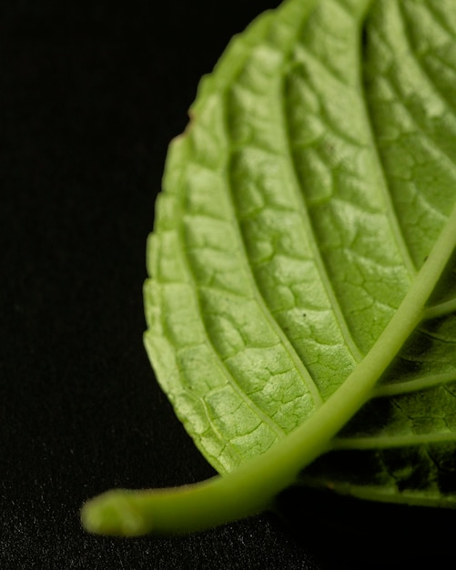 Groene bladzenuwen van de close-up